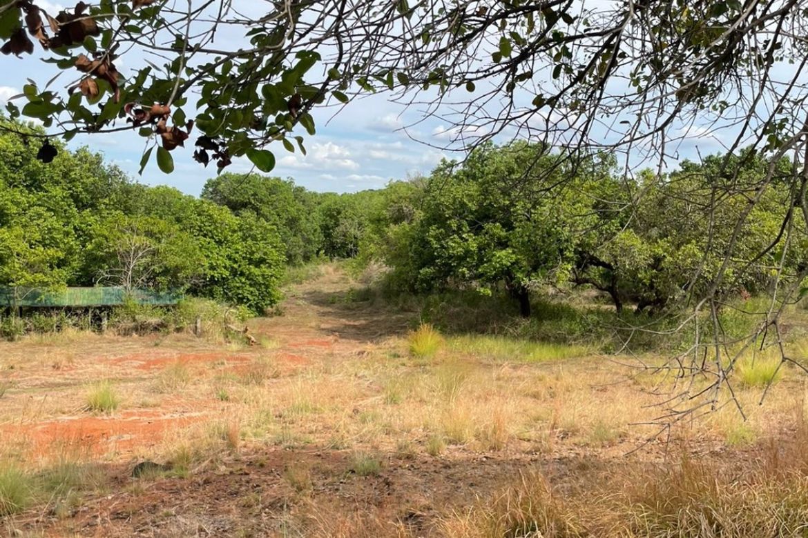 Land for Sale in Pacalat, Mangatarem, Pangasinan – photo 2