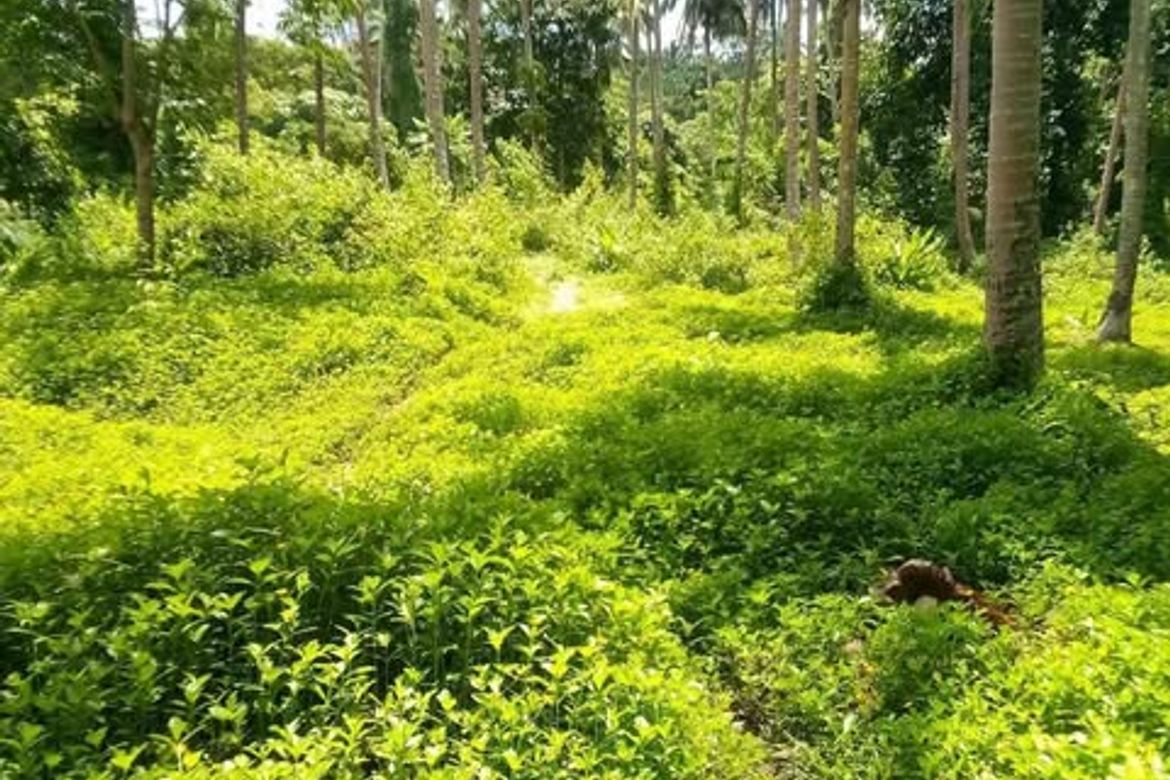 Land for Sale in Pag-Asa, Liliw, Laguna – photo 2