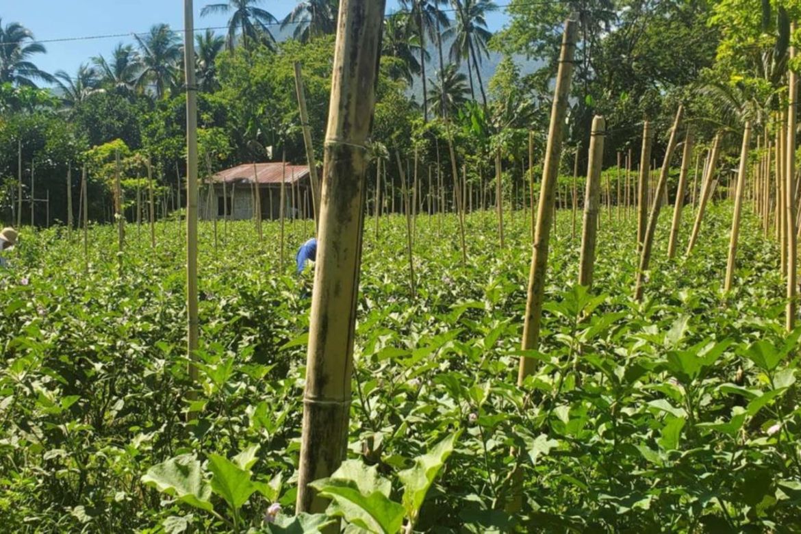 Land for Sale in Pag-Asa, Liliw, Laguna – photo 5