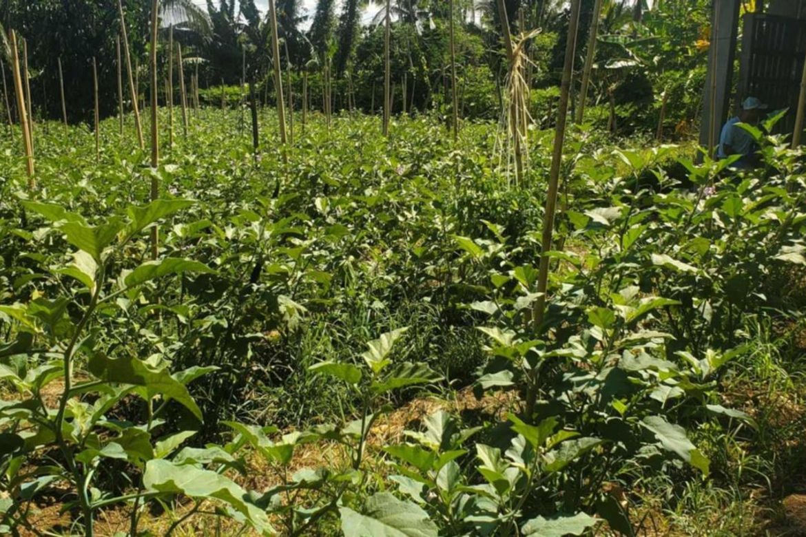 Land for Sale in Pag-Asa, Liliw, Laguna – photo 7