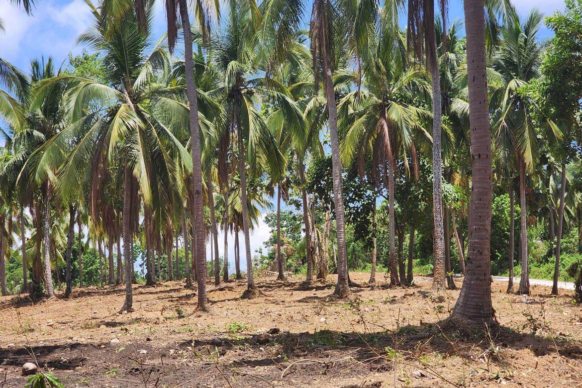 Land for Sale in Pag-Asa, Orani, Bataan – photo 2