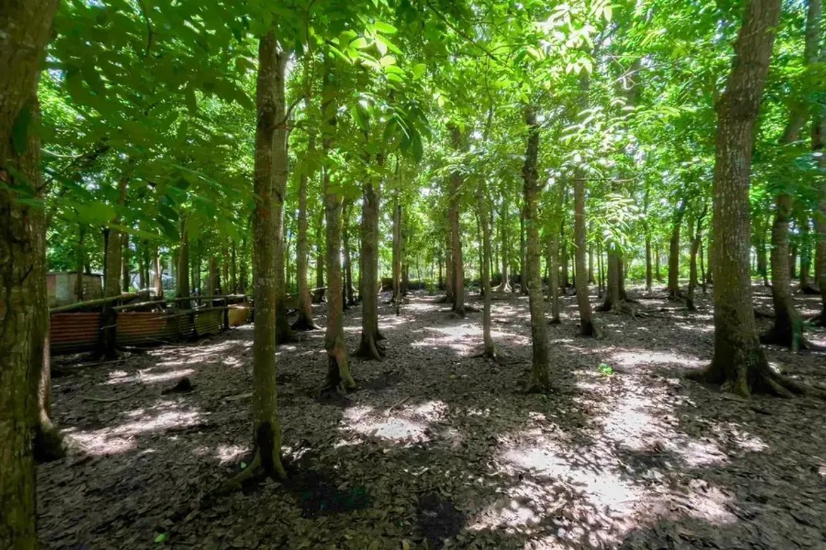Land for Sale in Pagolingin Bata, Lipa, Batangas – photo 6