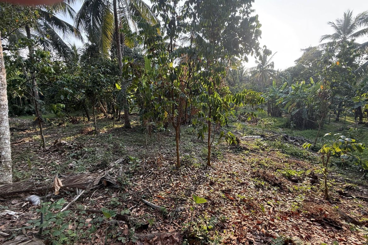 Land for Sale in Pajo, Alfonso, Cavite – photo 4