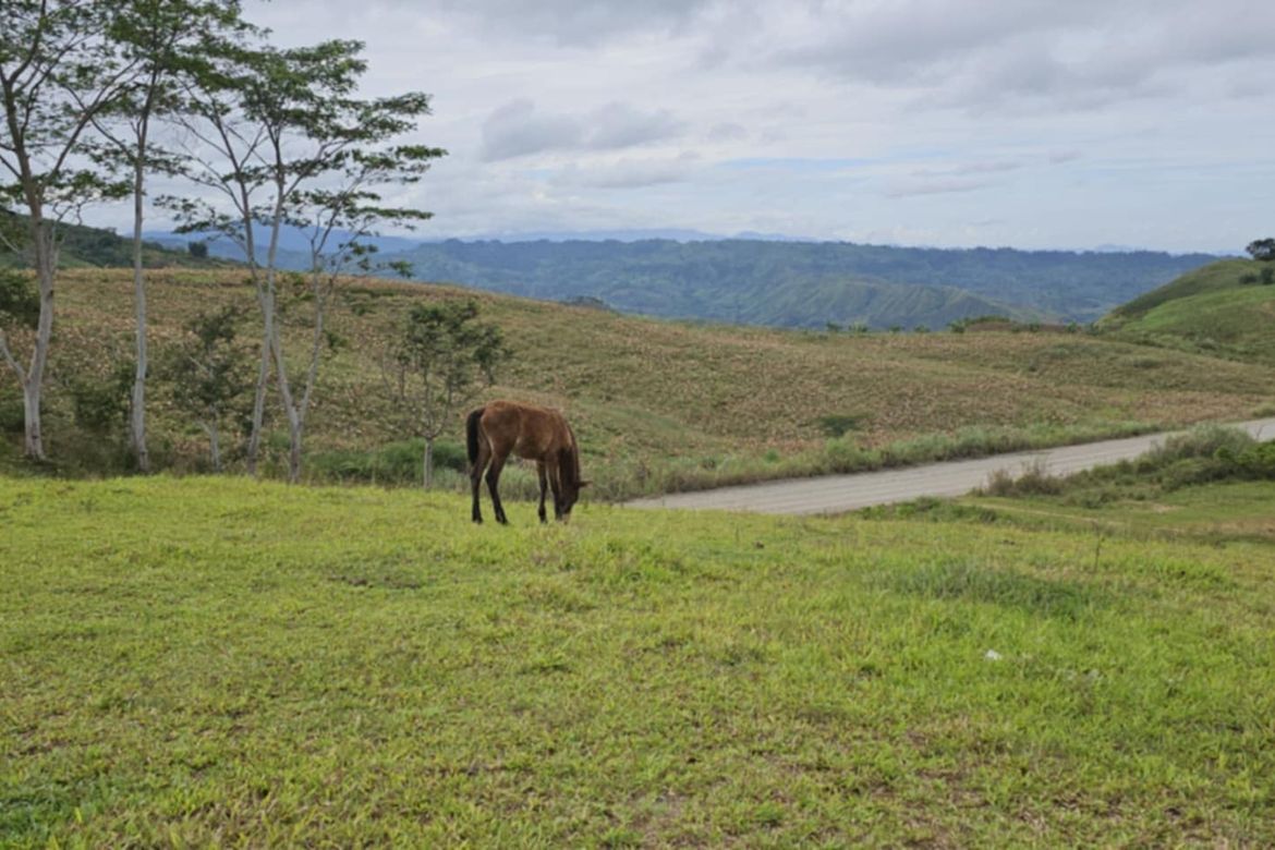 Land for Sale in Palacapao, Quezon, Bukidnon