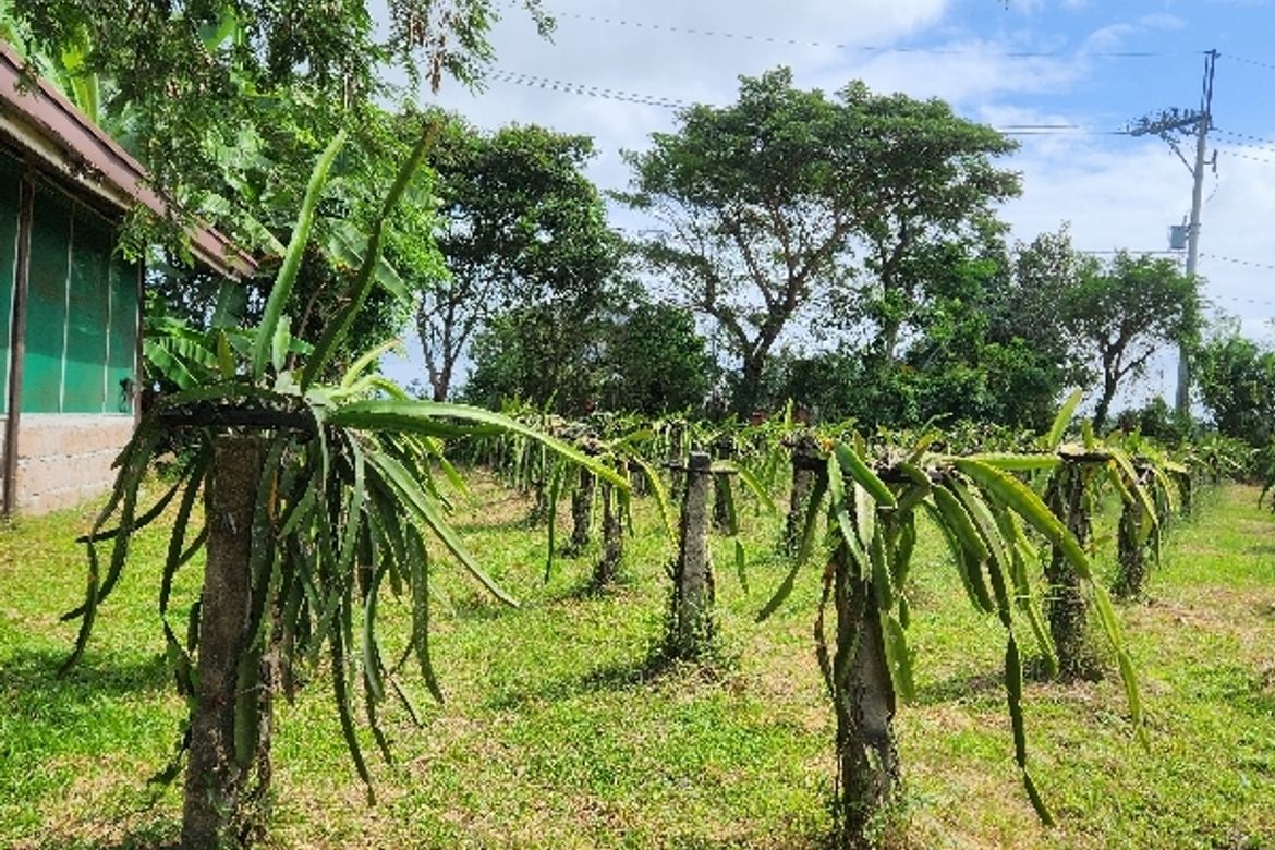 Land for Sale in Palaypalay, Jala-Jala, Rizal – photo 3