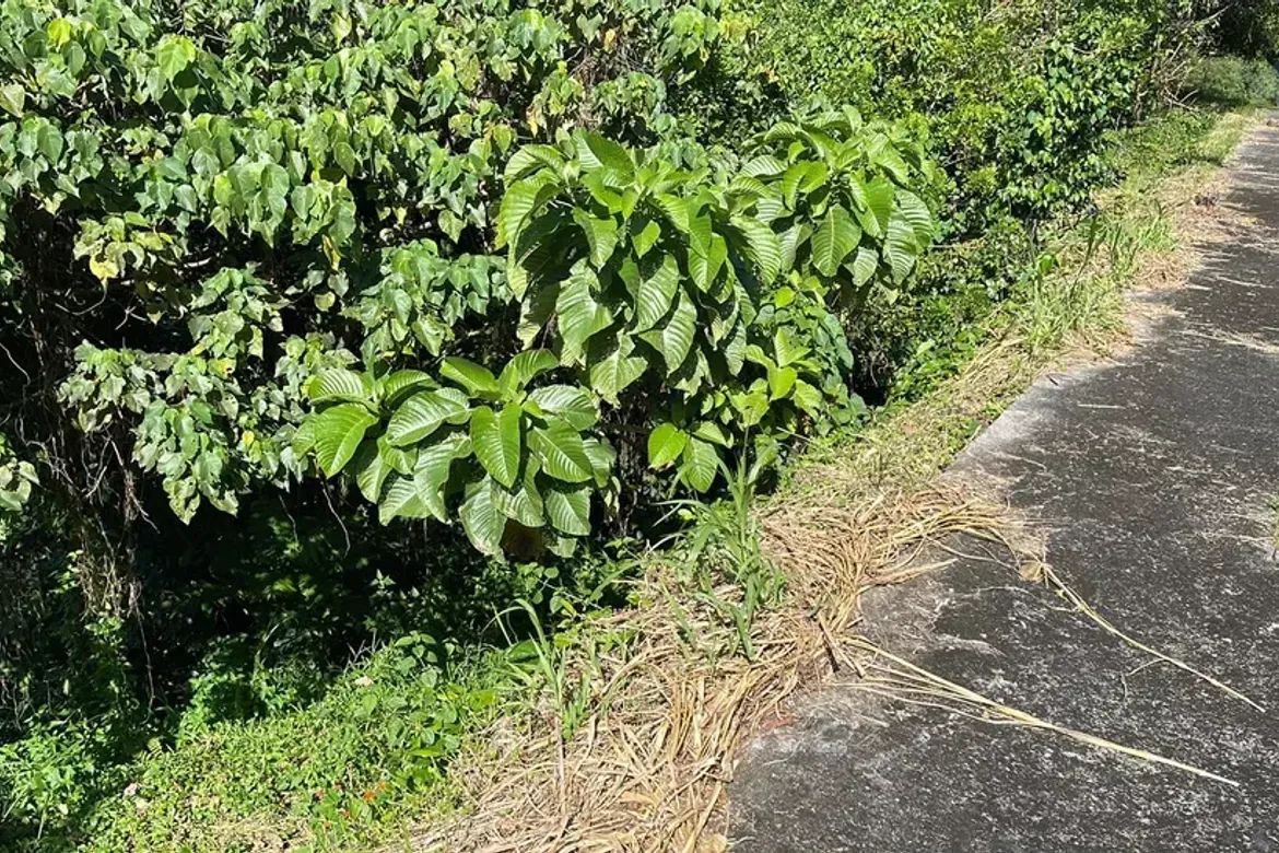 Land for Sale in Paliparan, Laurel, Batangas – photo 4