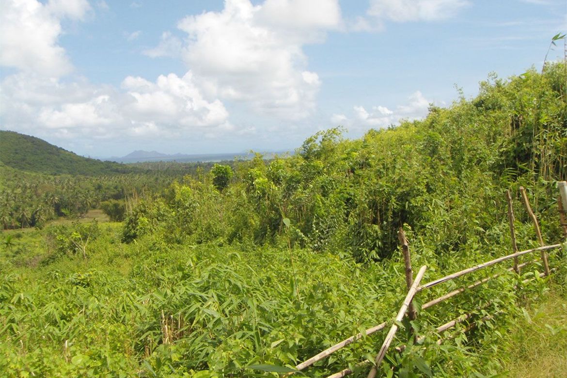 Land for Sale in Pamantolon, Taytay, Palawan – photo 5