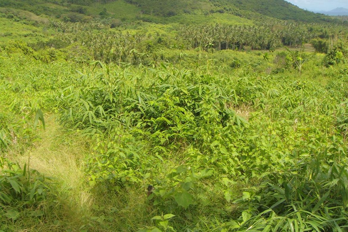 Land for Sale in Pamantolon, Taytay, Palawan – photo 8