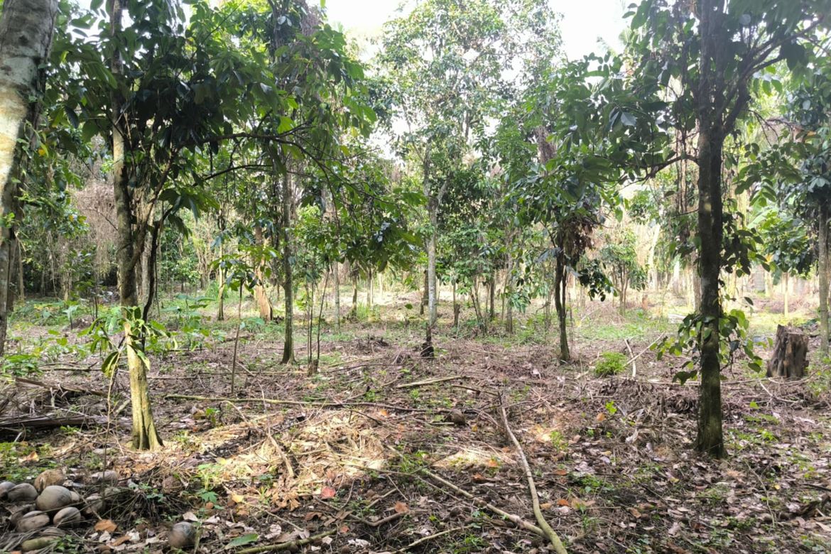 Land for Sale in Pangao, Lipa, Batangas