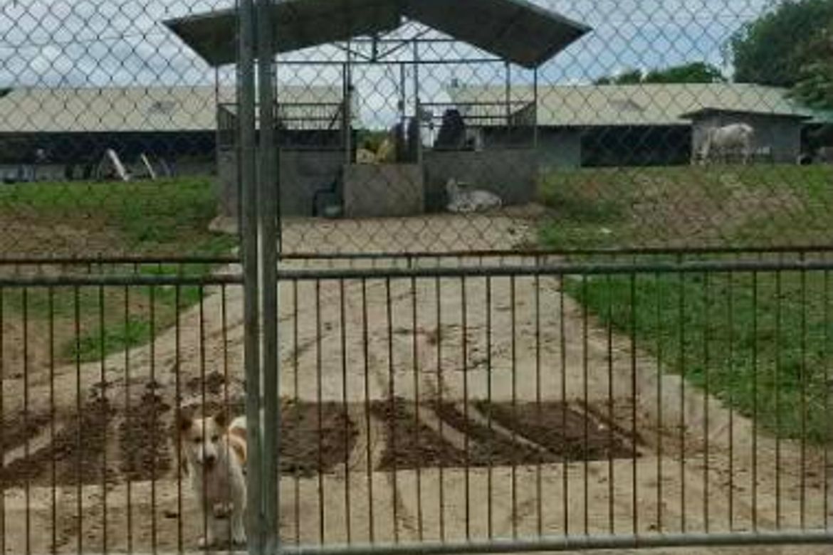 Land for Sale in Panghayaan, Ibaan, Batangas