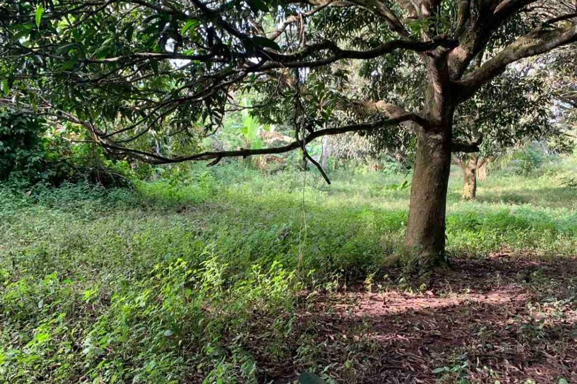 Land for Sale in Pangil, Amadeo, Cavite – photo 2