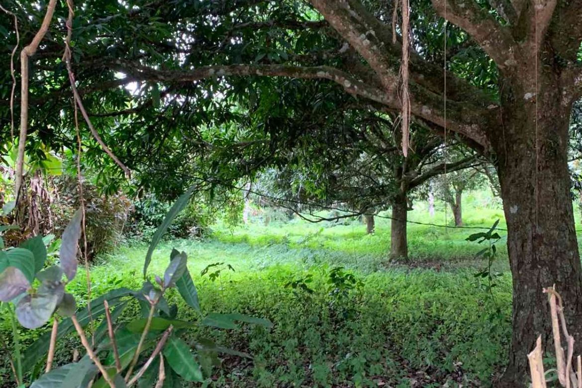 Land for Sale in Pangil, Amadeo, Cavite – photo 3