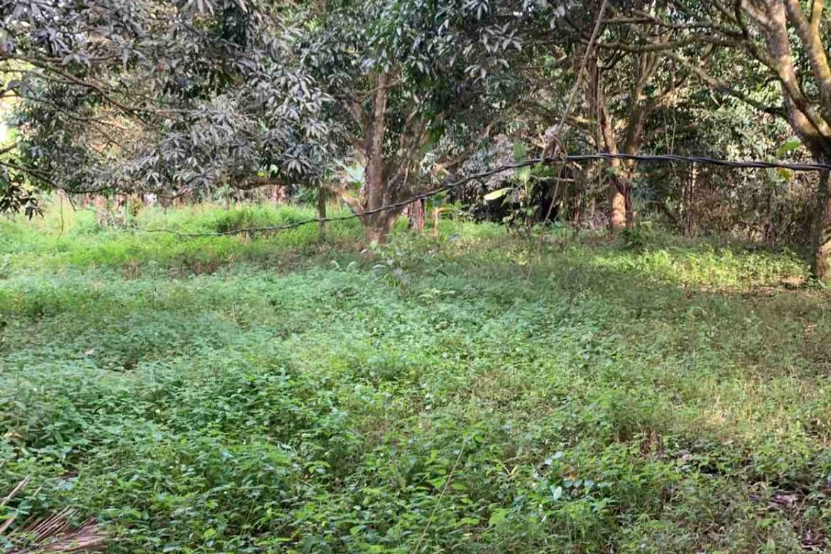 Land for Sale in Pangil, Amadeo, Cavite – photo 7
