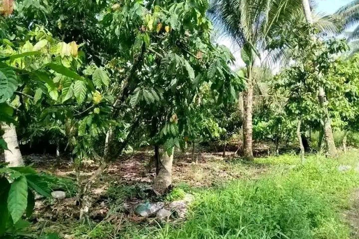 Land for Sale in Pangyan, Davao City, Davao del Sur – photo 2