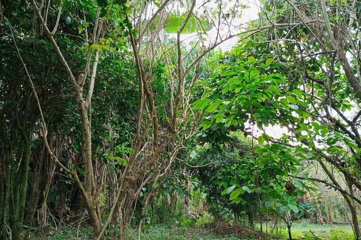 Land for Sale in Panungyanan, General Trias, Cavite – photo 5