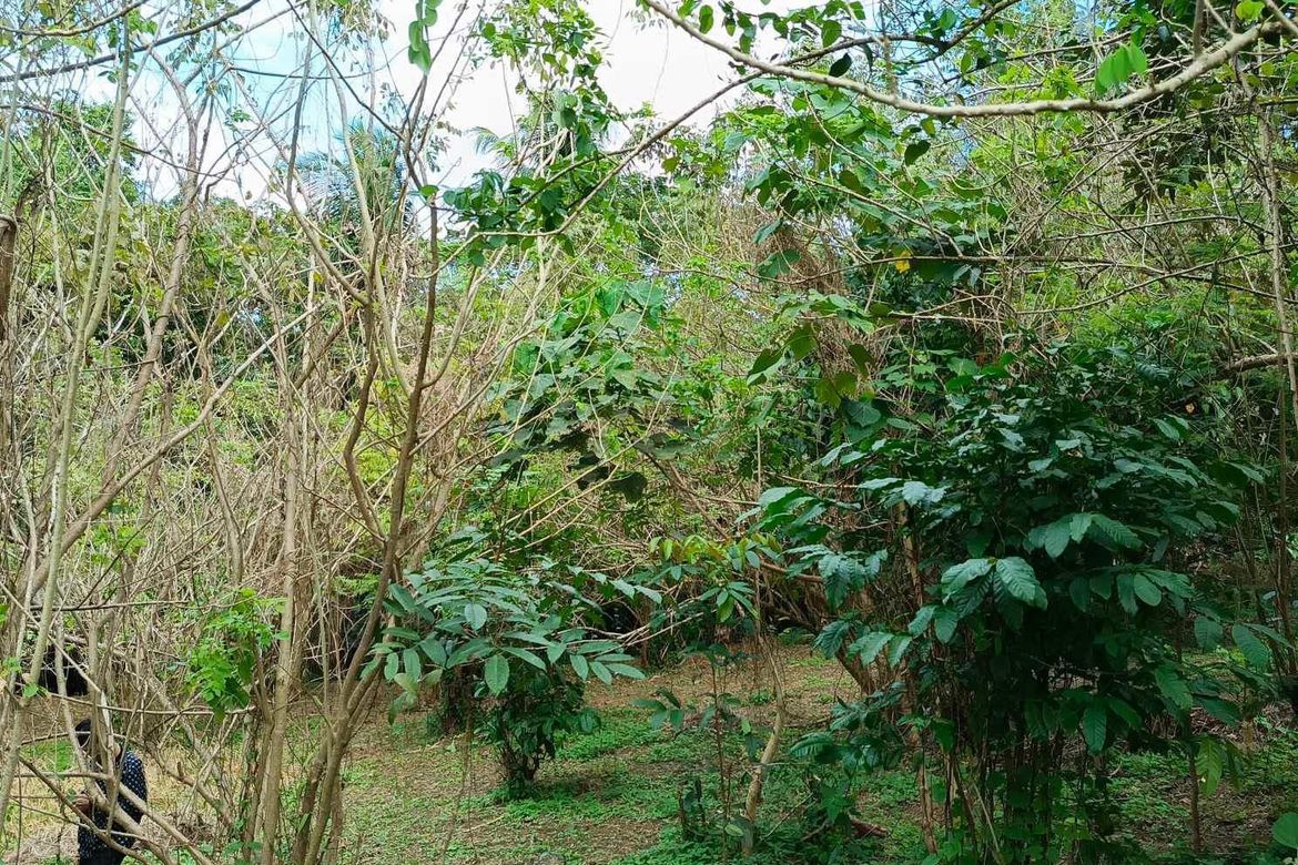 Land for Sale in Panungyanan, General Trias, Cavite – photo 7