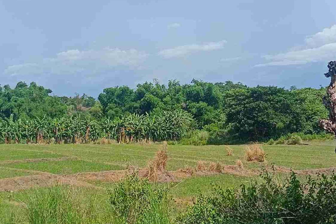 Land for Sale in Pao, San Jose, Tarlac – photo 2