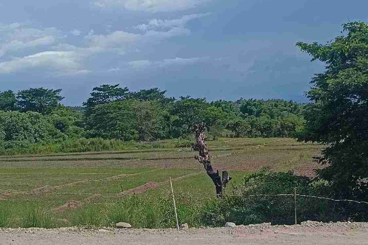 Land for Sale in Pao, San Jose, Tarlac – photo 7