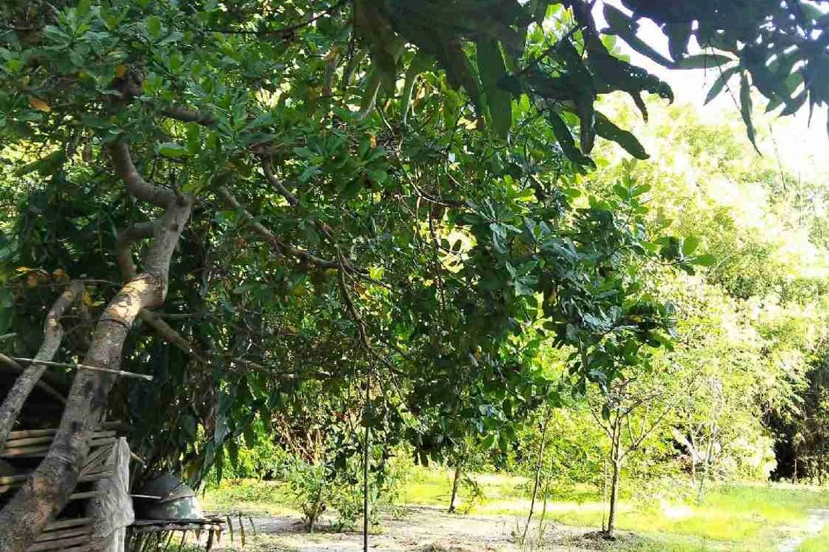Land for Sale in Patrocinio, San Narciso, Zambales – photo 4