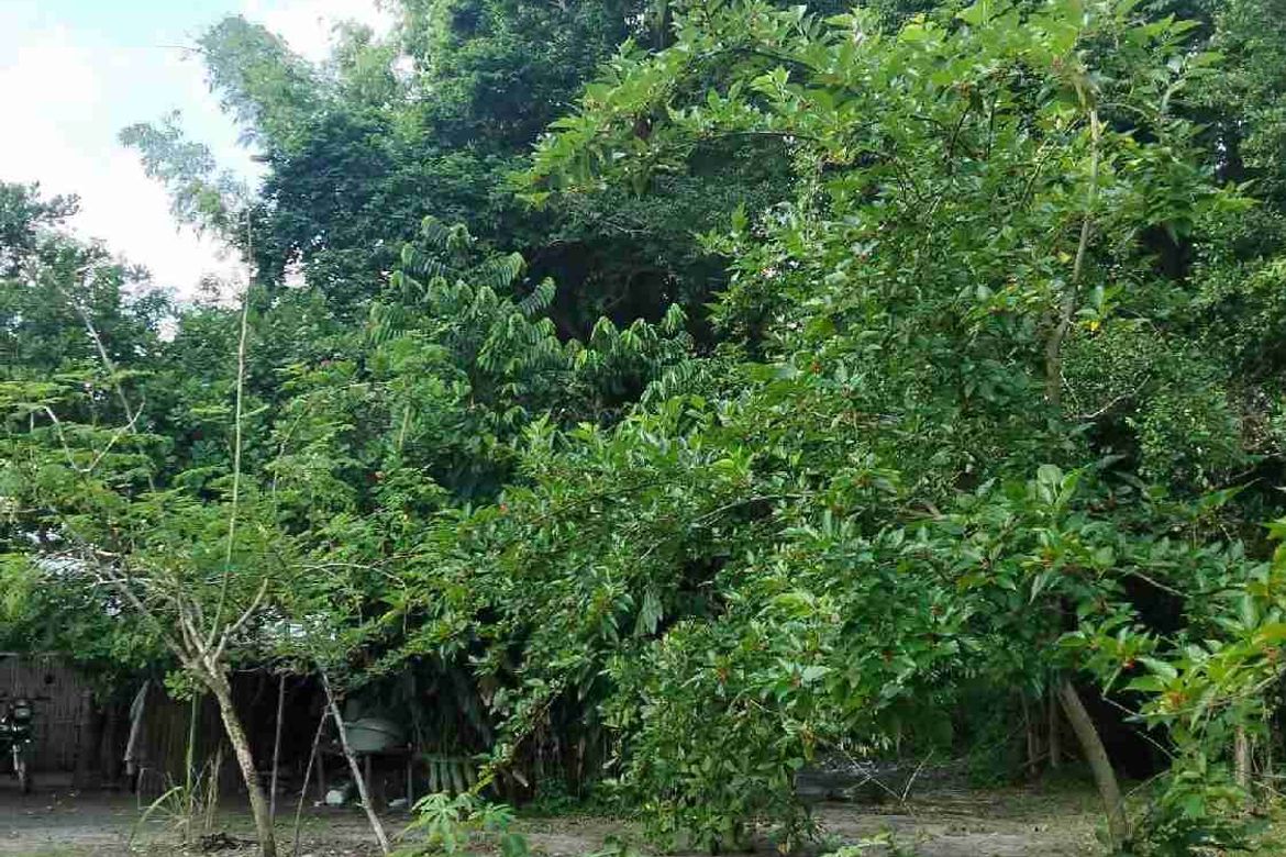 Land for Sale in Patrocinio, San Narciso, Zambales – photo 5