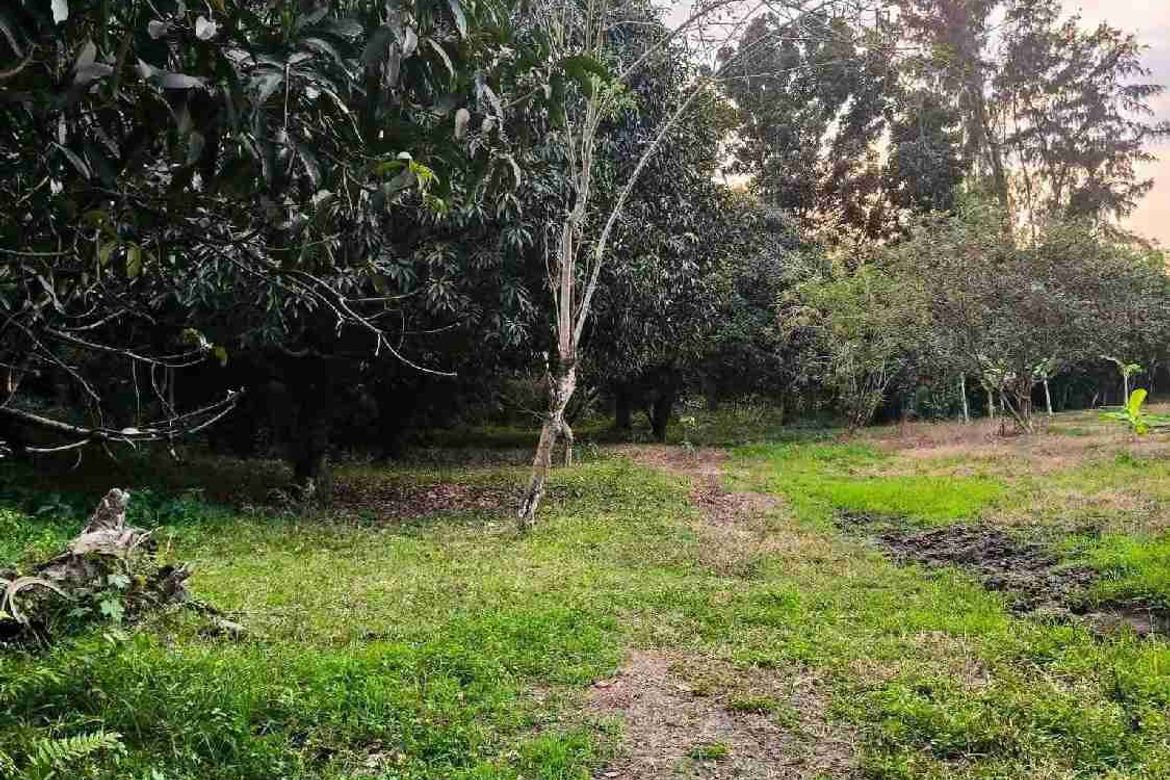 Land for Sale in Patrocinio, San Narciso, Zambales – photo 4