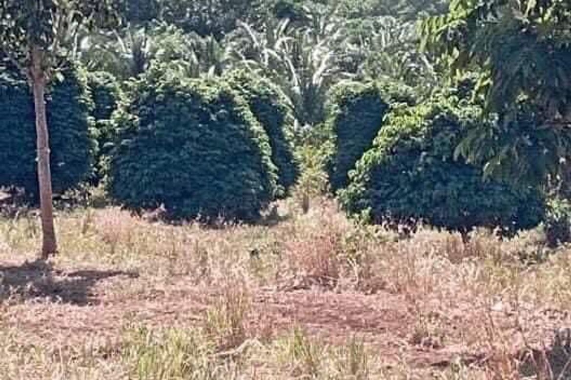Land for Sale in Paysawan, Bagac, Bataan – photo 6