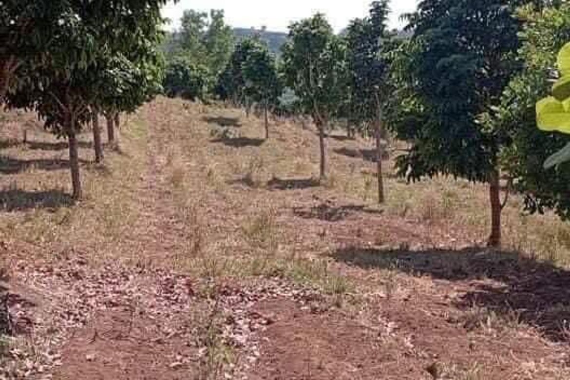Land for Sale in Paysawan, Bagac, Bataan – photo 7