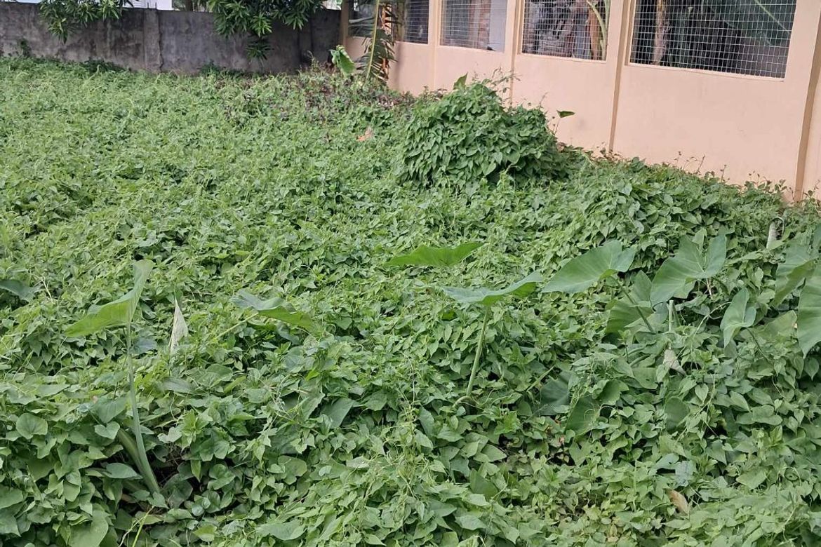 Land for Sale in Perrelos, Carcar, Cebu – photo 2