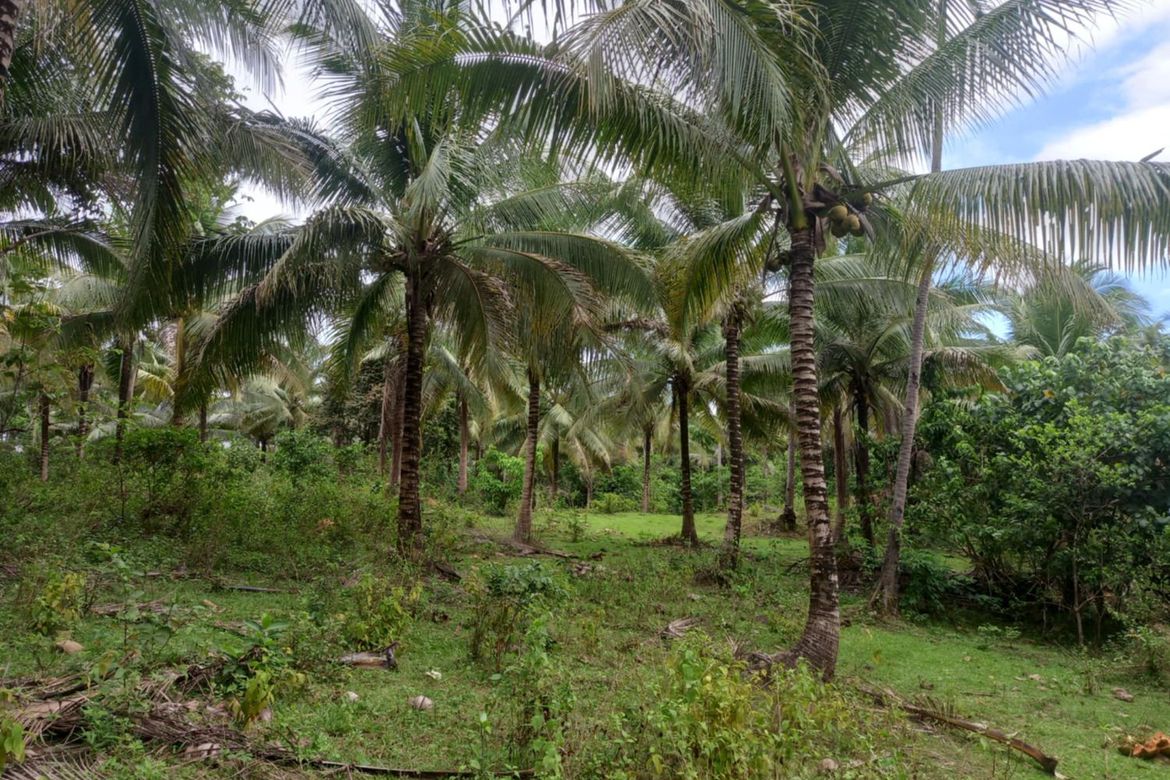 Land for Sale in Pinagdapian, Del Gallego, Camarines Sur – photo 3