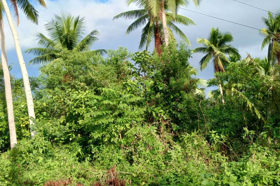 Land for Sale in Pinagdapian, Del Gallego, Camarines Sur – photo 2