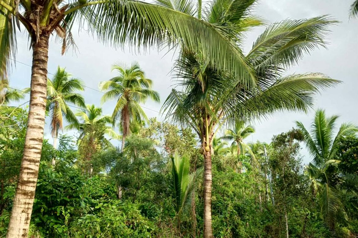 Land for Sale in Pinagdapian, Del Gallego, Camarines Sur – photo 3