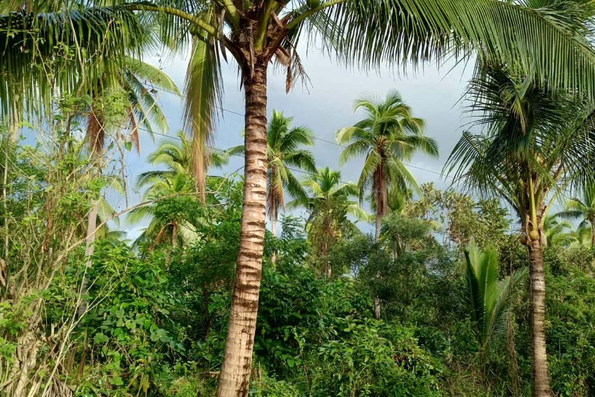 Land for Sale in Pinagdapian, Del Gallego, Camarines Sur – photo 5