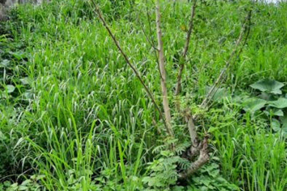 Land for Sale in Pines City Executive Village, San Rafael, Rodriguez, Rizal