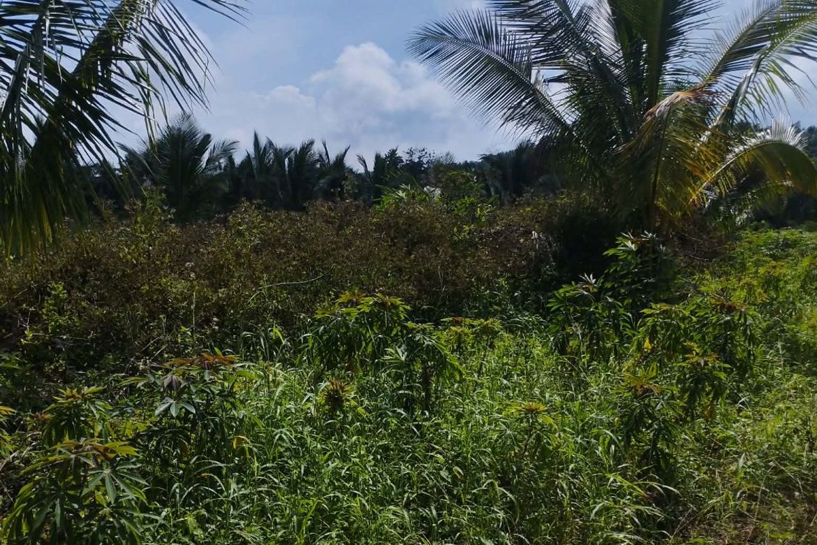 Land for Sale in Plaridel, Claveria, Misamis Oriental – photo 6