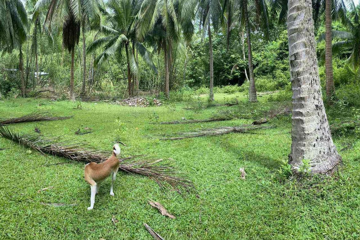 Land for Sale in Playa Laiya, Laiya-Aplaya, San Juan, Batangas
