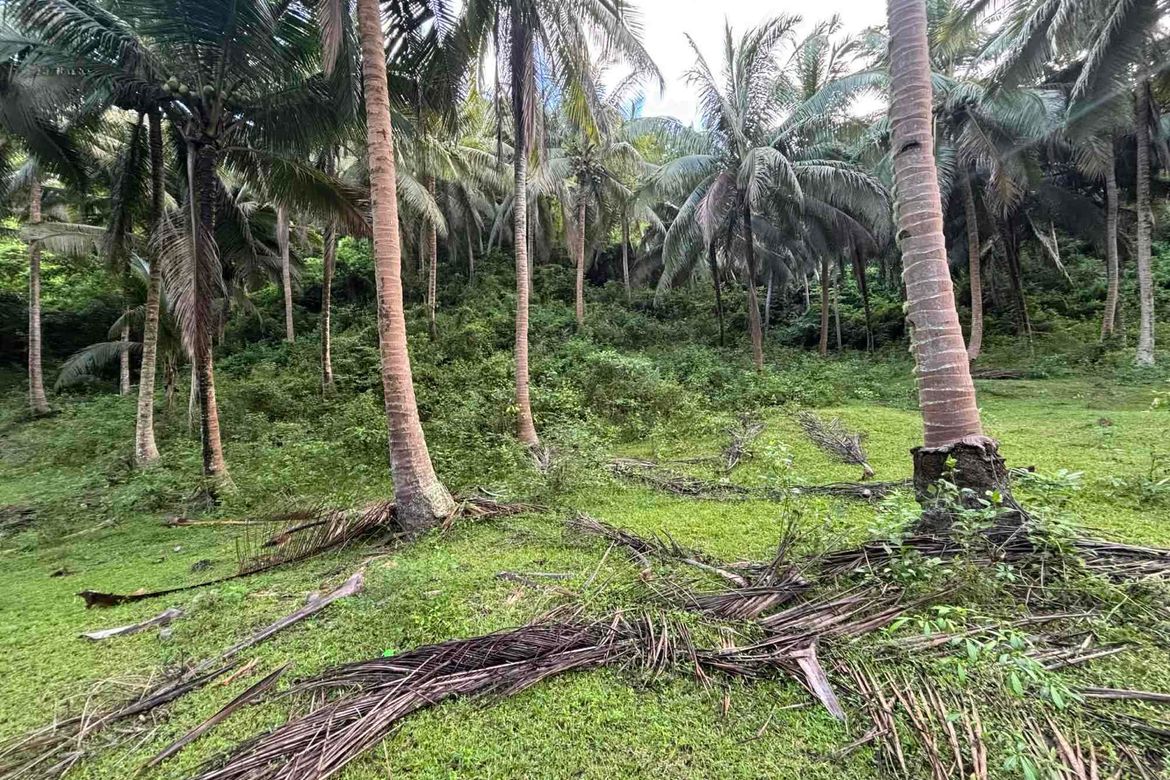 Land for Sale in Playa Laiya, Laiya-Aplaya, San Juan, Batangas – photo 3