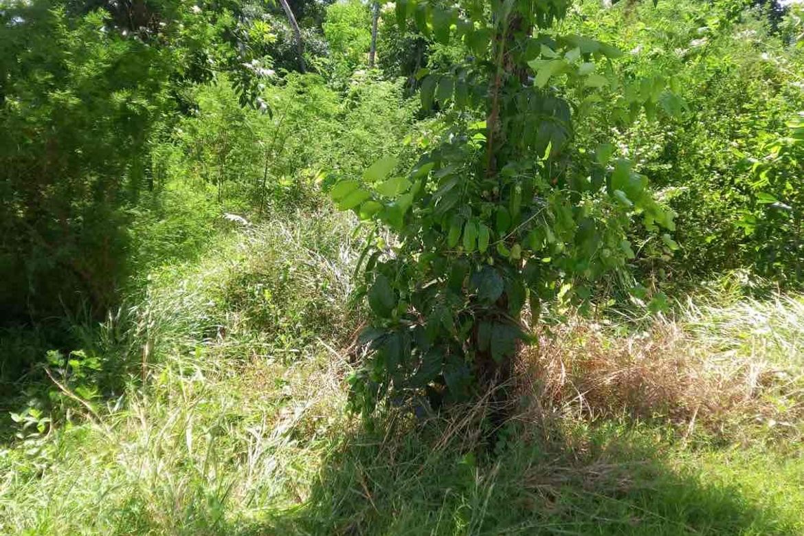 Land for Sale in Playa Laiya, Laiya-Aplaya, San Juan, Batangas – photo 7