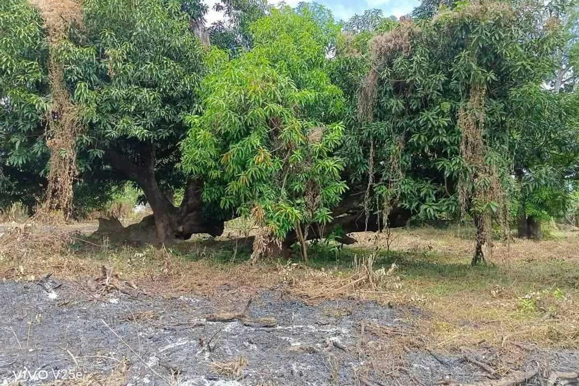 Land for Sale in Plazang Luma, Arayat, Pampanga – photo 6