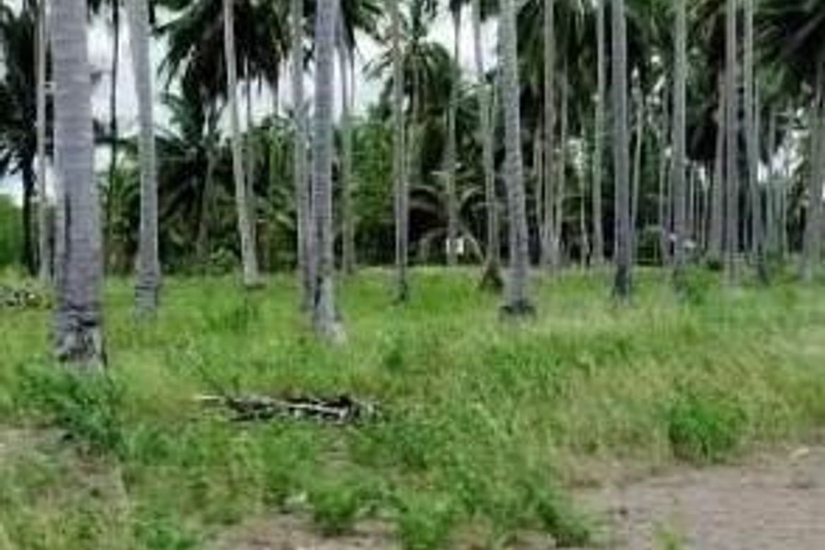 Land for Sale in Poblacion, Aborlan, Palawan – photo 3