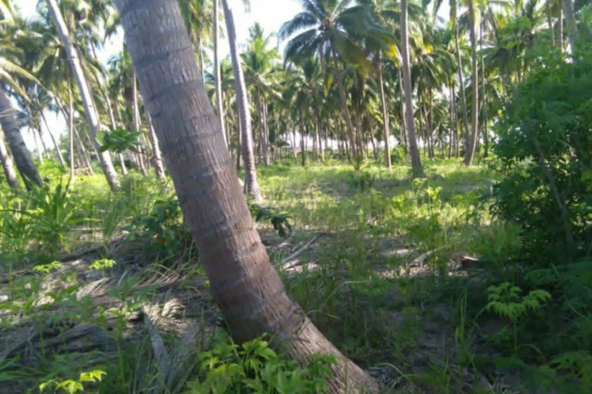 Land for Sale in Poblacion, Aborlan, Palawan – photo 4