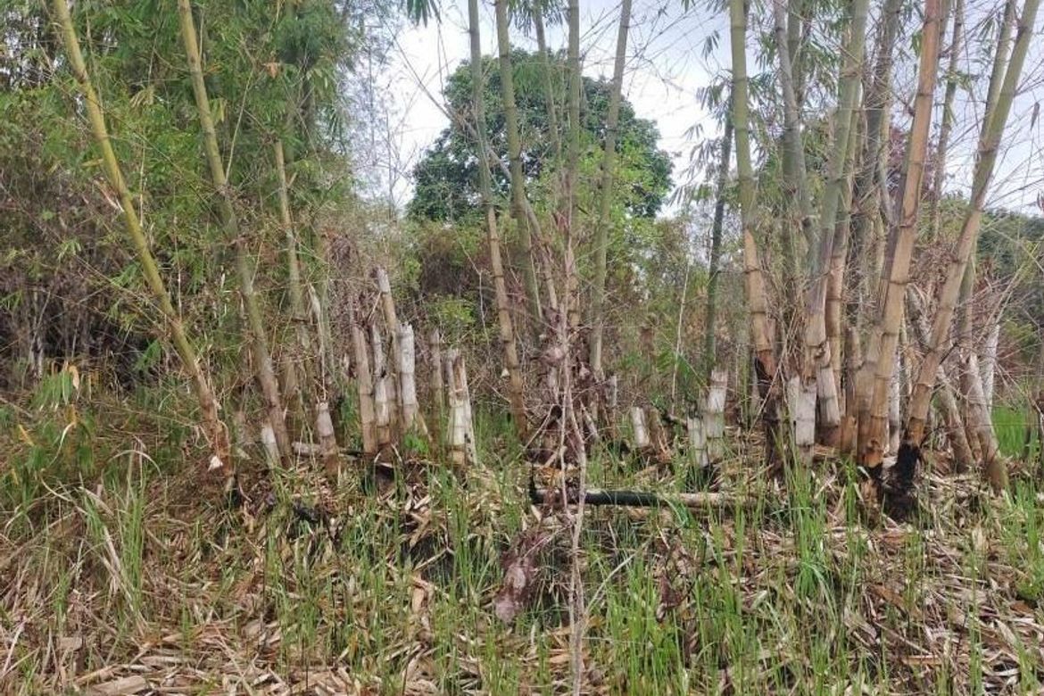 Land for Sale in Poblacion, Aborlan, Palawan – photo 3
