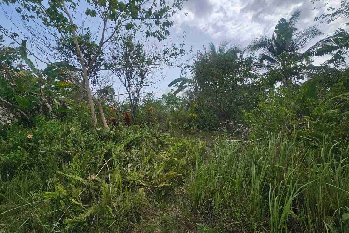 Land for Sale in Poblacion, Baclayon, Bohol – photo 2