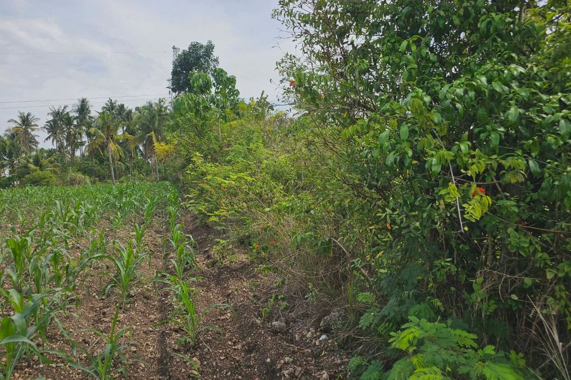 Land for Sale in Poblacion, Badian, Cebu – photo 2
