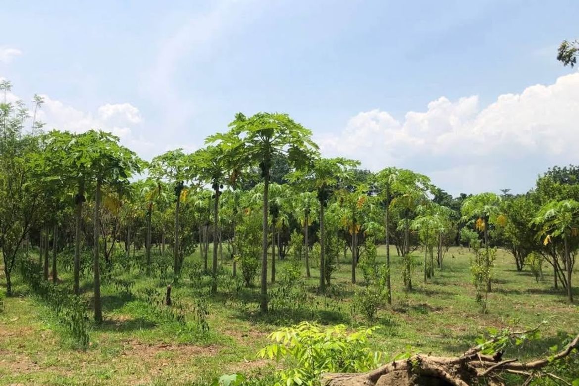 Land for Sale in Poblacion Barangay 7, Tanauan, Batangas – photo 4