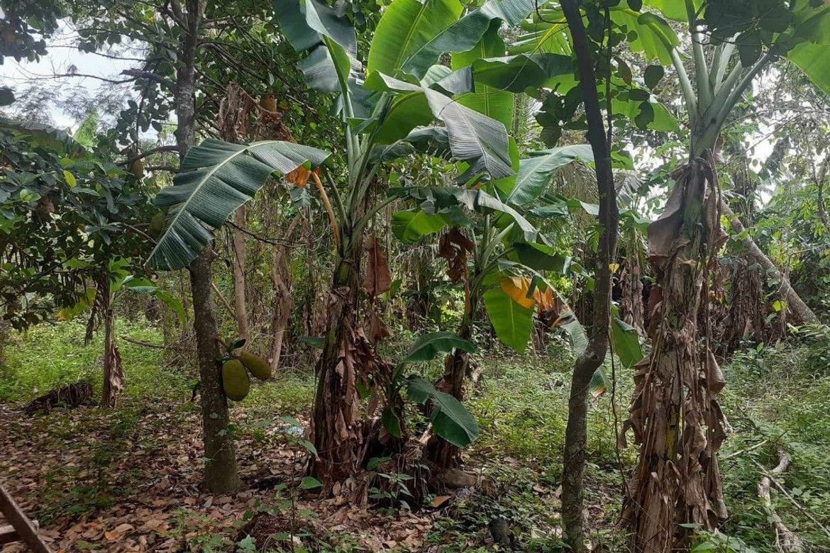 Land for Sale in Poblacion Barangay 7, Tanauan, Batangas – photo 3