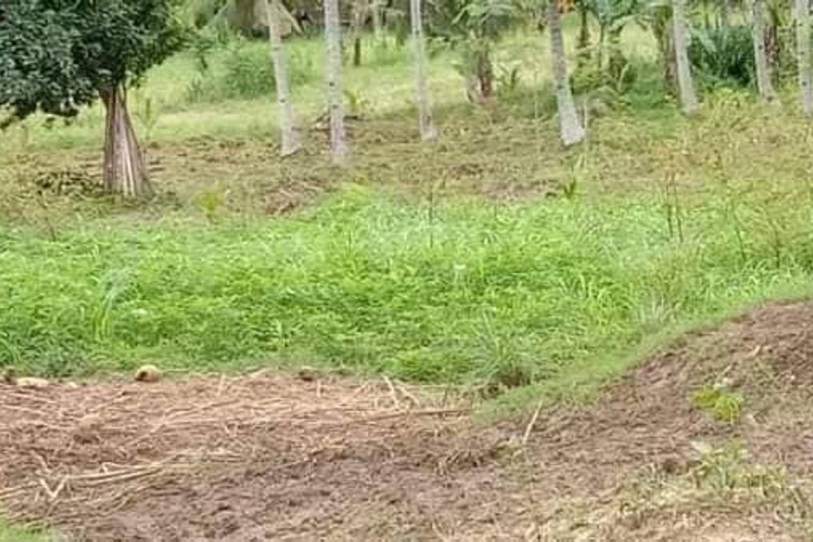 Land for Sale in Poblacion Central, Dumanjug, Cebu – photo 8