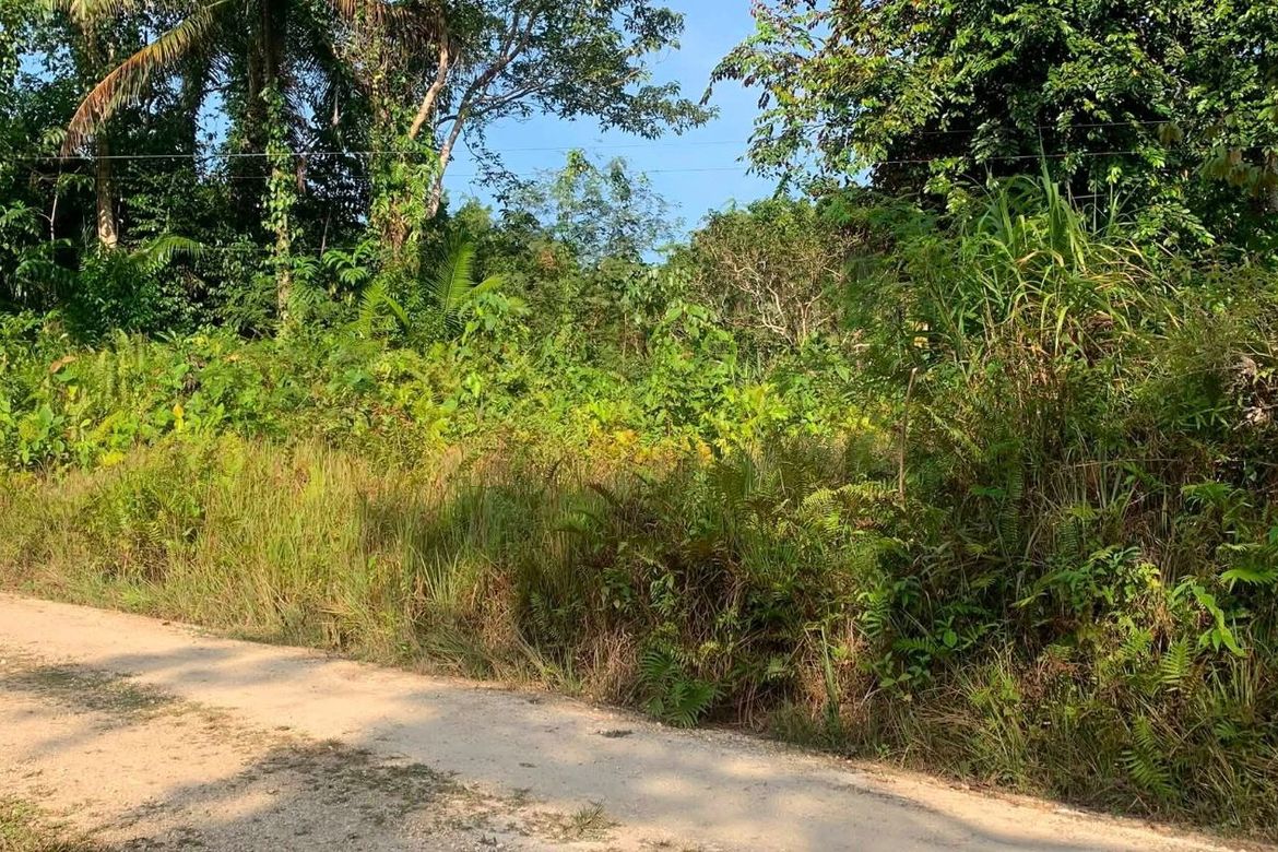 Land for Sale in Poblacion, Corella, Bohol – photo 4