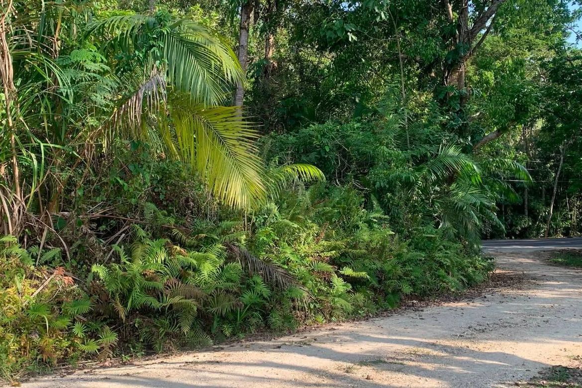 Land for Sale in Poblacion, Corella, Bohol – photo 5