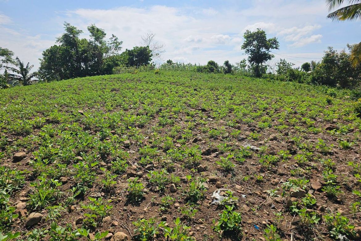 Land for Sale in Poblacion, Dagohoy, Bohol – photo 6