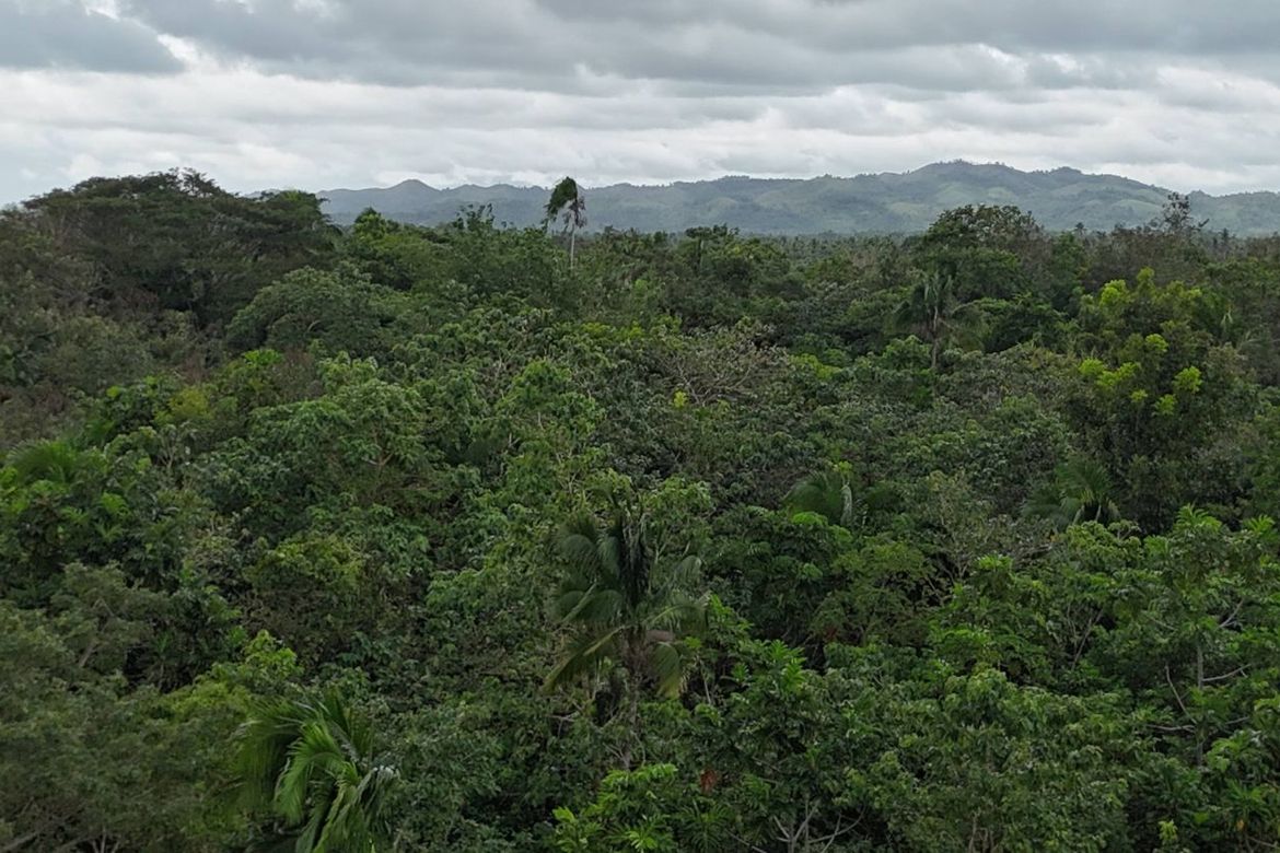 Land for Sale in Poblacion, Dagohoy, Bohol – photo 3